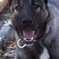 Kangal, Köpek  KAŞKAR fotoğrafı