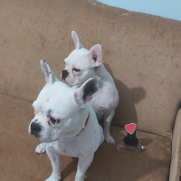 Fransız Bulldog, Köpek  Purfy fotoğrafı