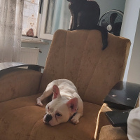 Fransız Bulldog, Köpek  Purfy fotoğrafı