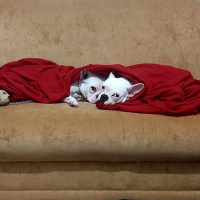 Fransız Bulldog, Köpek  Parisa fotoğrafı