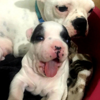 Fransız Bulldog, Köpek  Parisa fotoğrafı