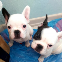 Fransız Bulldog, Köpek  Parisa fotoğrafı
