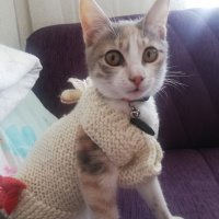 Tekir Kedi, Kedi  Pişto Bedir fotoğrafı