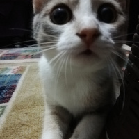 Tekir Kedi, Kedi  Pişto Bedir fotoğrafı
