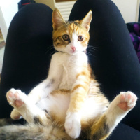 Tekir Kedi, Kedi  Balım fotoğrafı