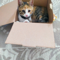 Tekir Kedi, Kedi  Balım fotoğrafı