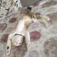 Tekir Kedi, Kedi  Balım fotoğrafı