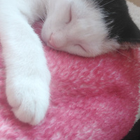 British Shorthair, Kedi  Lili fotoğrafı