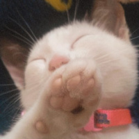 British Shorthair, Kedi  Lili fotoğrafı