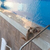 Yorkshire Terrier, Köpek  Dudu fotoğrafı