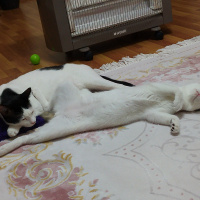 Tekir Kedi, Kedi  Zehir fotoğrafı