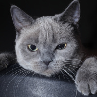 British Shorthair, Kedi  Arya Stark fotoğrafı