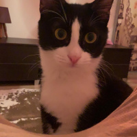 Tekir Kedi, Kedi  Zeytin fotoğrafı