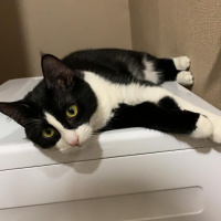 Tekir Kedi, Kedi  Zeytin fotoğrafı