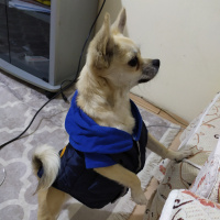 Chihuahua, Köpek  Ares fotoğrafı