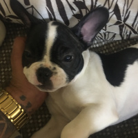 Fransız Bulldog, Köpek  Leydi fotoğrafı