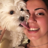 Maltese, Köpek  Bihter fotoğrafı