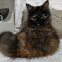 İran Kedisi (Persian), Kedi  Queen fotoğrafı