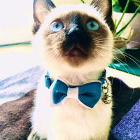 Siyam Kedisi, Kedi  LOKUM fotoğrafı