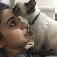 Siyam Kedisi, Kedi  LOKUM fotoğrafı