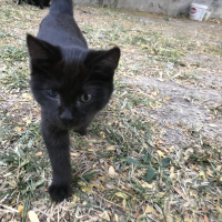 Bombay, Kedi  tatlı mı tatlı bebekler yuva bulsun fotoğrafı
