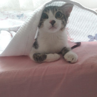 Tekir Kedi, Kedi  Bobi fotoğrafı
