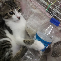 Tekir Kedi, Kedi  Bobi fotoğrafı
