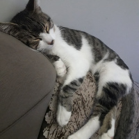 Tekir Kedi, Kedi  Bobi fotoğrafı