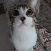 Tekir Kedi, Kedi  Bobi fotoğrafı