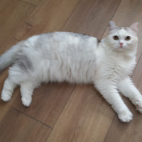 İran Kedisi (Persian), Kedi  Miso fotoğrafı