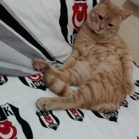 Soke, Kedi  Whisky fotoğrafı