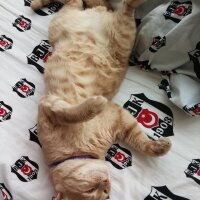 Soke, Kedi  Whisky fotoğrafı