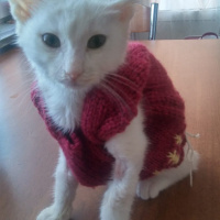 Ankara Kedisi, Kedi  Peynir fotoğrafı