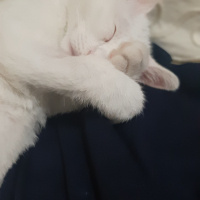 Ankara Kedisi, Kedi  Peynir fotoğrafı