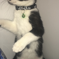 Tuxedo (Smokin) Kedi, Kedi  Pala fotoğrafı