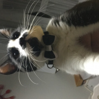 Tuxedo (Smokin) Kedi, Kedi  Pala fotoğrafı