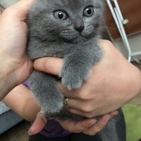 British Shorthair, Kedi  Argos fotoğrafı