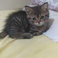 British Shorthair, Kedi  Lily fotoğrafı