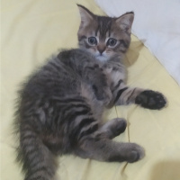 British Shorthair, Kedi  Lily fotoğrafı