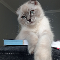 Scottish Fold, Kedi  Güneş fotoğrafı