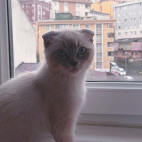 Scottish Fold, Kedi  Güneş fotoğrafı