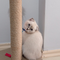 Scottish Fold, Kedi  Güneş fotoğrafı