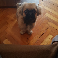 Pekingese, Köpek  Mila fotoğrafı