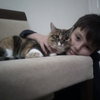 Tekir Kedi, Kedi  Pati fotoğrafı