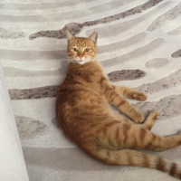 Sarman, Kedi  bal fotoğrafı
