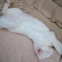 Tekir Kedi, Kedi  Milka fotoğrafı