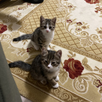 Tekir Kedi, Kedi  Duman fotoğrafı