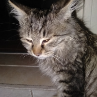 Maine Coon, Kedi  Zeus fotoğrafı