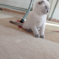 Scottish Fold, Kedi  Lili fotoğrafı