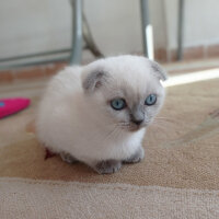 Scottish Fold, Kedi  Lili fotoğrafı